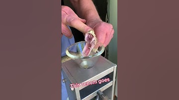 Thumbnail of Russell’s viper venom extraction! To make diagnostic test for #lupus #venomous #snake