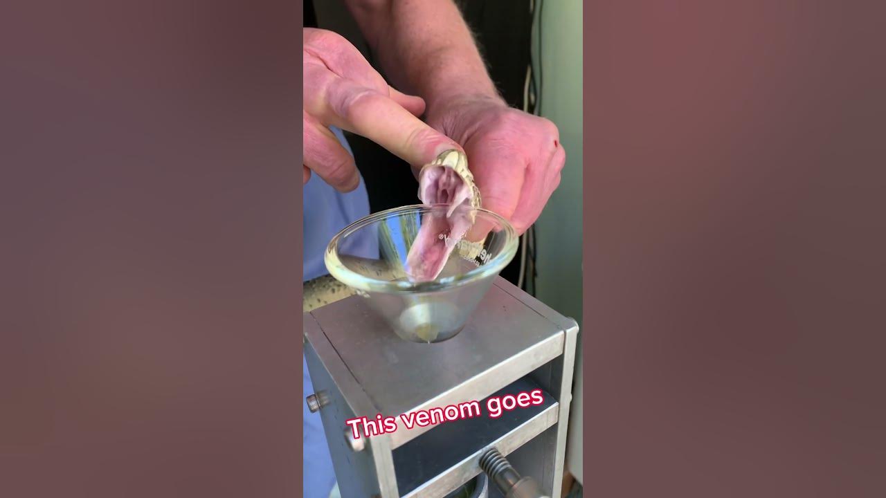 Russell’s viper venom extraction! To make diagnostic test for #lupus #venomous #snake