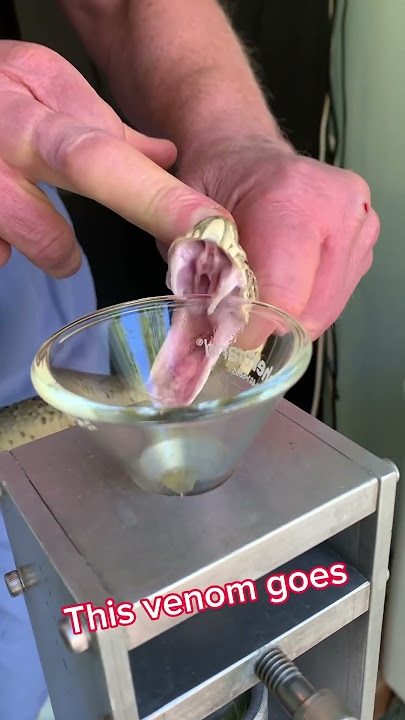 Russell’s viper venom extraction! To make diagnostic test for #lupus #venomous #snake