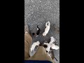 Man Gets Ambushed by Swarm of Kittens! #Shorts