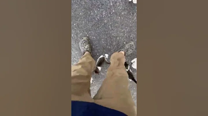 Man Gets Ambushed by Swarm of Kittens! #Shorts