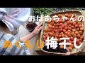 おばあちゃんが漬けるぬくもり梅干しは、ホットする!!