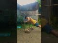 Incline Push ups #shorts #discipline #viral 💪🏻💪🏻💪🏻