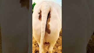 Jameel Memon Mandi 2025 | Multan Mandi Latest Updates | Cow Mandi 2025#shorts #cowvideos  @ARMaani7