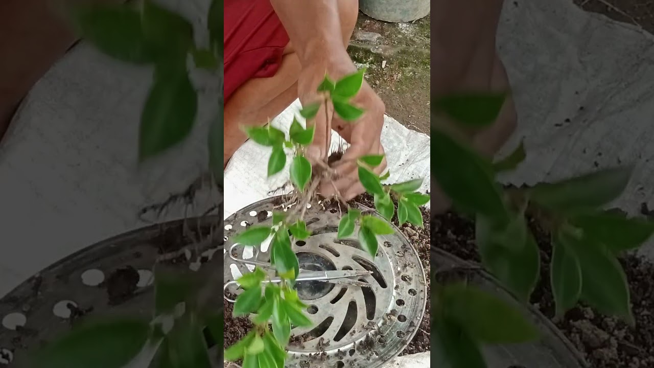 Periksa akar dan pengawatan bahan bonsai kimeng mini / smol