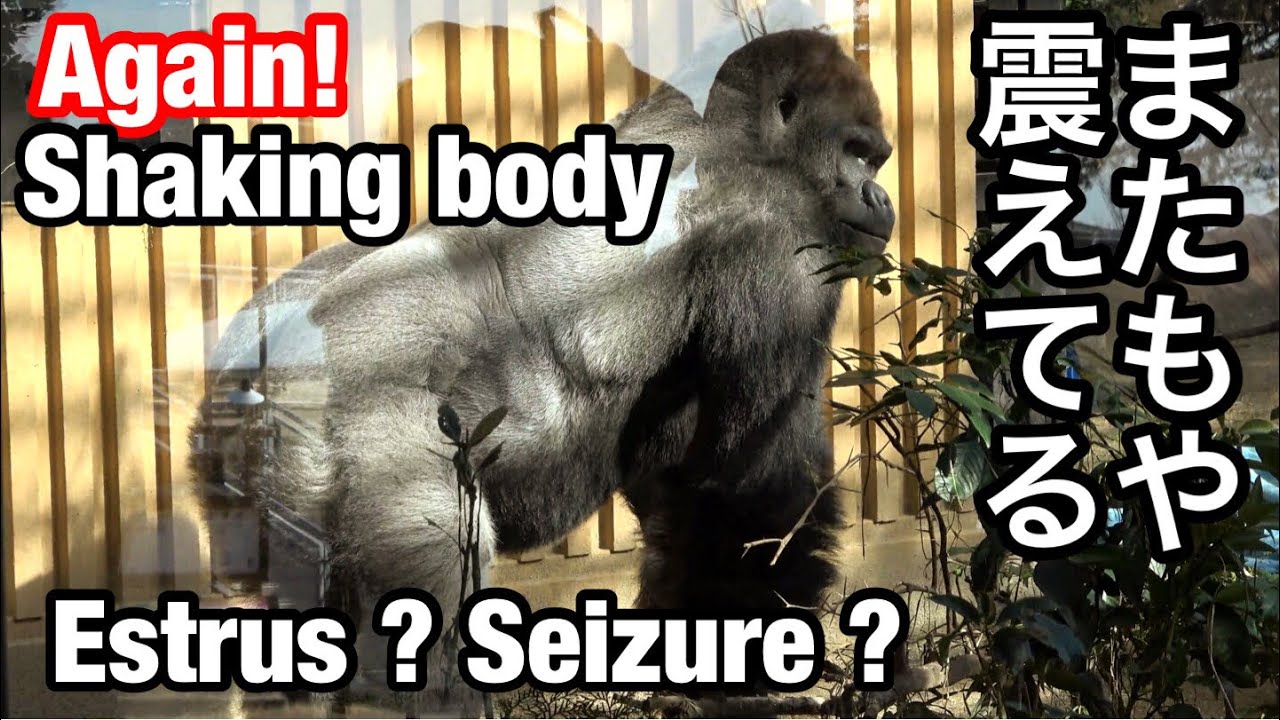 またか！発作？発情？モモタロウが震えてた。何なの？🌸Again! Seizure?  estrus? Momotaro trembled.What?【KyotoZoo京都市動物園】2022/2/11
