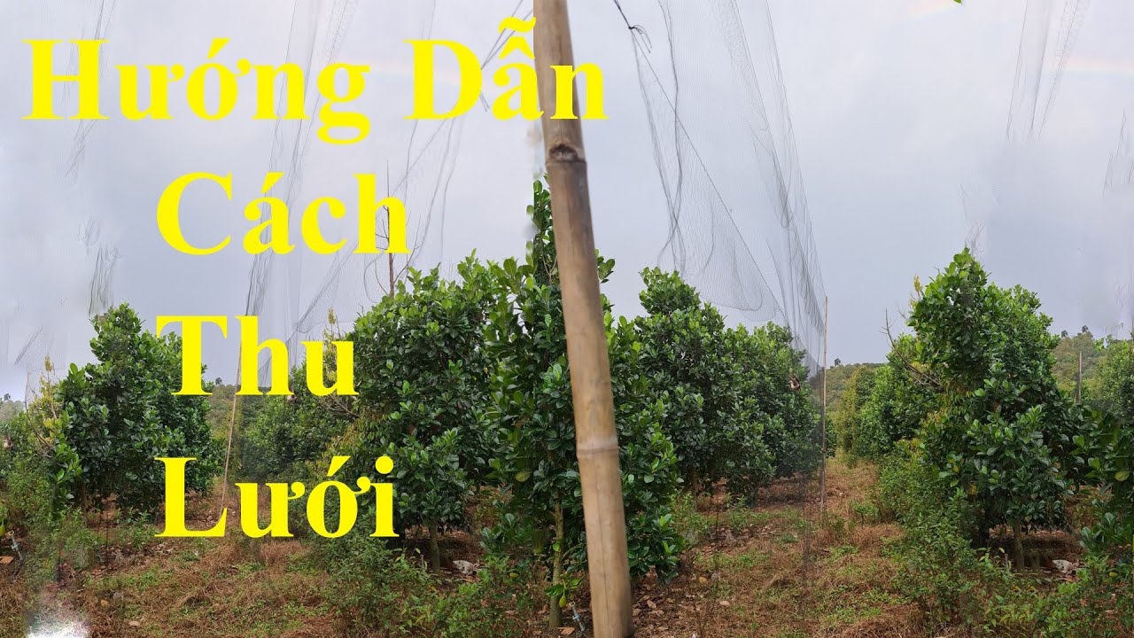 Hướng Dẫn Cách Thu Lưới Bẫy Chim Nhanh Đơn Giản Nhất