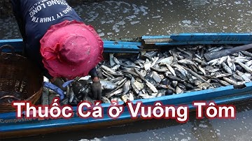 Thuốc Cá ở Vuông Tôm Cà Mau