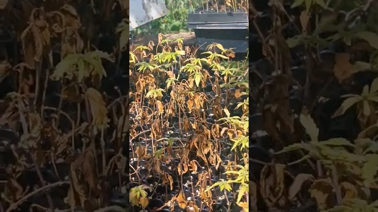 Unbelievable 20,000 Plant Seed Pheno Hunt Of Jack Herrera Cannabis Marijuana F10 Urban Garden Farm