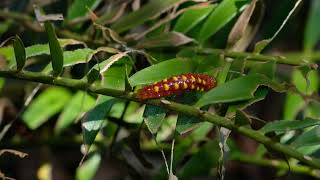 Atala Caterpillar