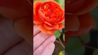 Beautiful Rose Summer Song By 