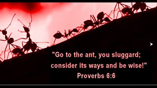 Swarm Intelligence: The Follower