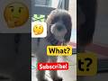 I am your doggy you listen to me🐶 #shorts #viral #foryou #dog #puppy #subscribe
