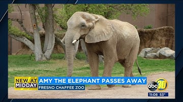 Fresno Chaffee Zoo announces that Amy, the African elephant, has died