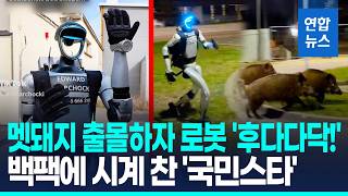 멧돼지떼 쫓은 휴머노이드 로봇추격전은 버거운지 바이바이 연합뉴스 Yonhapnews