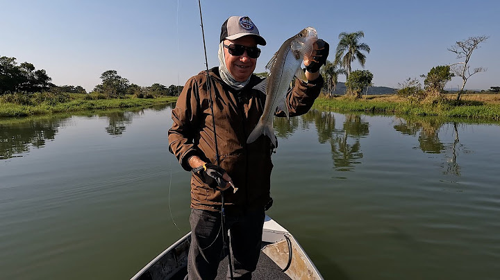 Primeira pescaria de robalos no rio D´una do amigo #robalo #pesca #fishing  2024