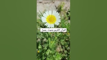 القرآن الكريم بصوت جميل #القران_الكريم #اكسبلور #تصويري #تيك_توك #المصحف #duet #دويتو