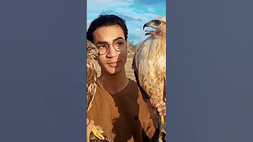الفرق بين الحوام الشائع و الحوام طويل الساق 
