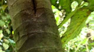 Azteca Ants