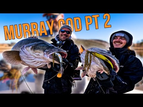 Monster Murray Cod part 2