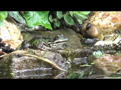 Video: Warum Streckt Ein Frosch Seinen Kopf über Die Wasseroberfläche?