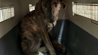 Freedom In The Shelter For The New Chained Dog- Takis Shelter