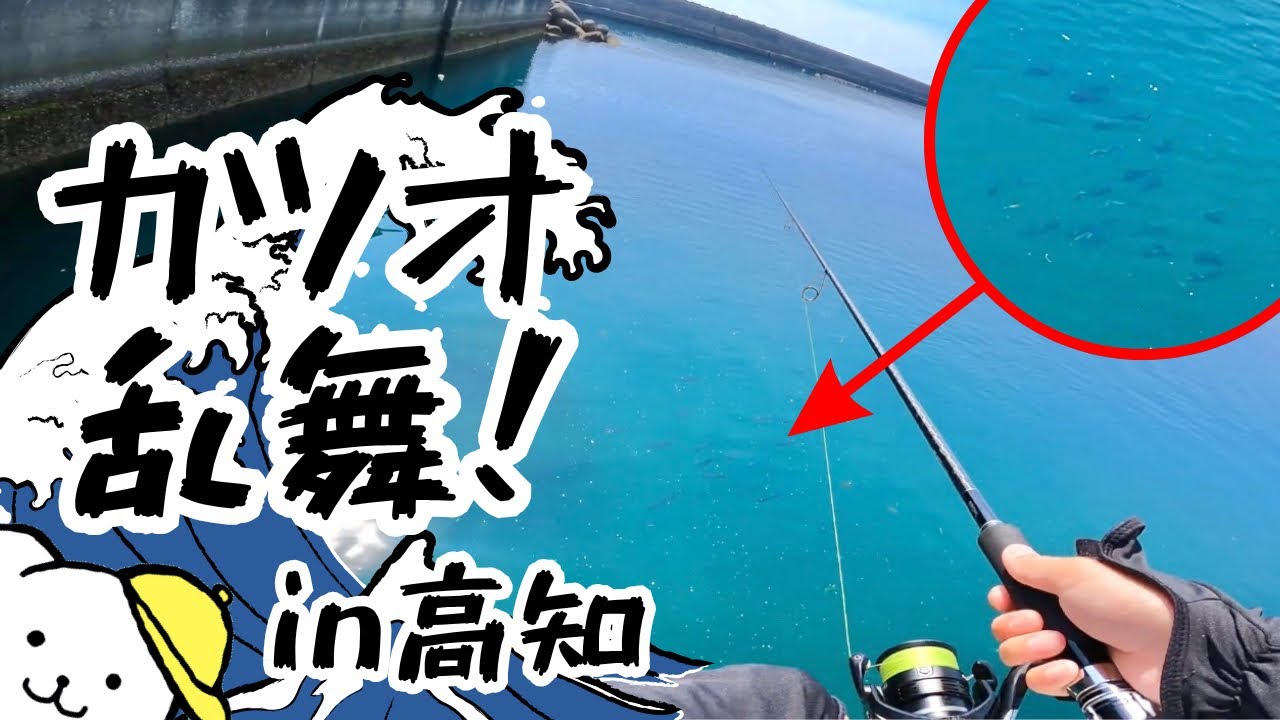 高知の海、魚影が濃すぎて心臓バクバク！室戸で釣って観て歩く満喫旅♪【前編】