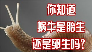 波米tv 科普 蜗牛是胎生还是卵生的 带你看蜗牛妈妈如何生宝宝 Youtube