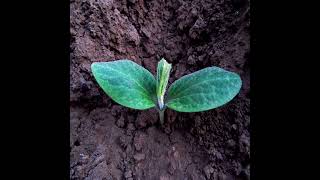 Какие 3 Растения Являются Для Участка Самыми Опасными Не Все Дачники Знают