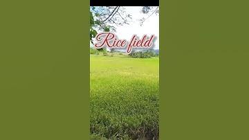 RICE FIELD #shorts horts #viral #satisfying #amazing