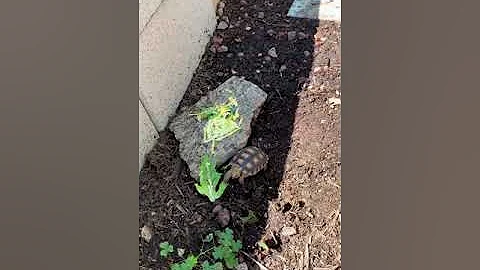What baby Tortoises like to eat