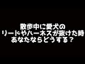 愛犬の首輪やハーネスが抜けた(はずれた)時のために今できること