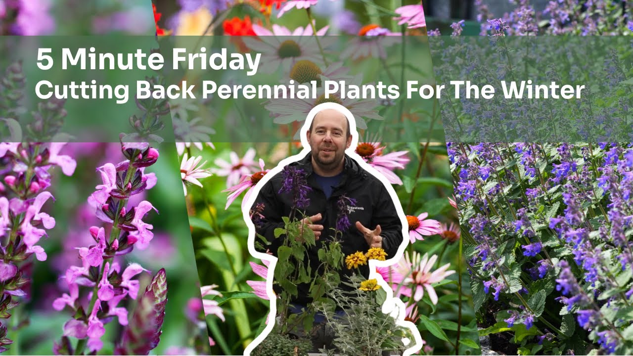 EP 295 - Cutting Back Perennial Plants For The Winter