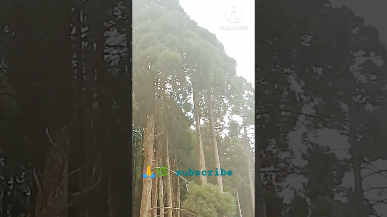 Beauty of Pine Trees in Lava 