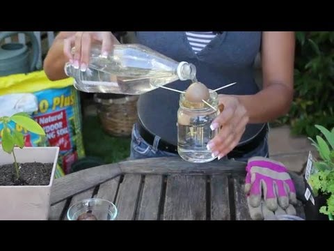 How to Plant Avocado Seeds in Water : Vegetable Gardening
