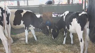 Skowhegan State Fair returns for 206th year