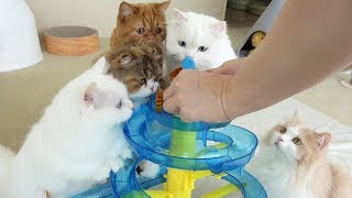 CAT WATER PARK IS OPENED! (ENG SUB)