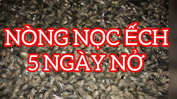 Cách nuôi nòng nọc ếch hiệu quả | Nòng nọc ếch mới nở 5 ngày