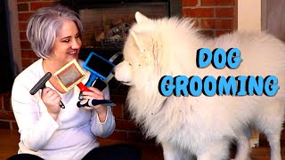 How To Groom A Samoyed