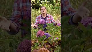 ¿Cómo conseguir que las hortensias den flores hasta el otoño? 🌺​