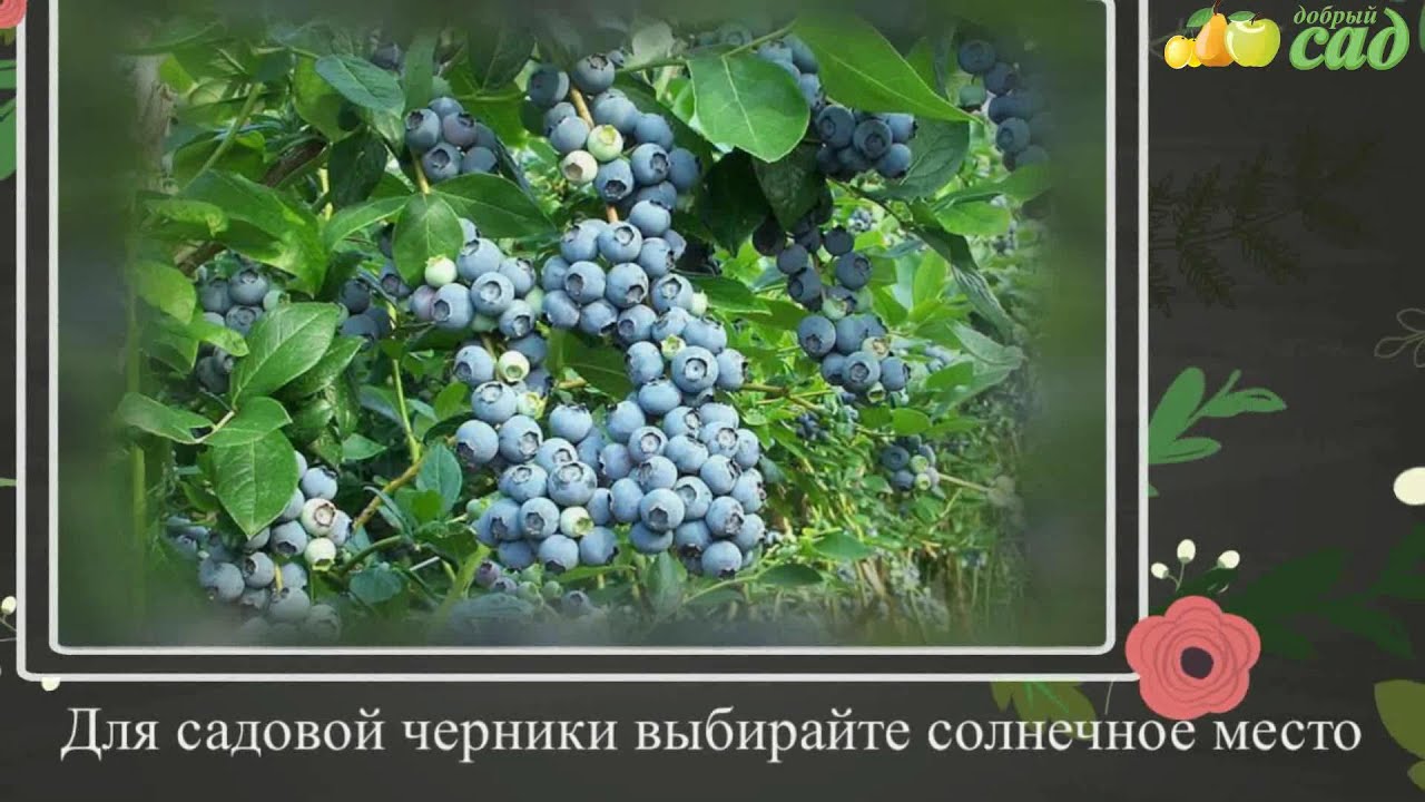 Посадка черники - как правильно посадить чернику - YouTube