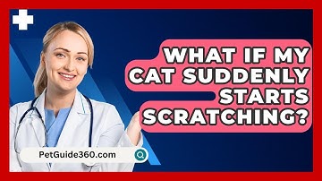 What If My Cat Suddenly Starts Scratching? - PetGuide360.com