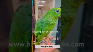 Hand reared mealy Amazon Talking Parrot