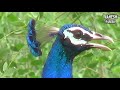 NATIONAL BIRDS PEACOCK राष्ट्रीय पक्षी मोर का सुन्दर नृत्य एक बार देखेंगे महेश कुमार पारीक