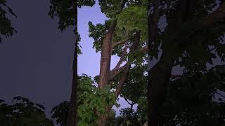 Problems from Bad Pruning