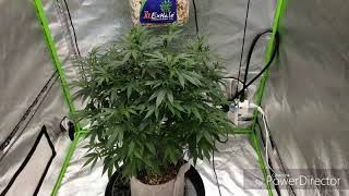 Mt.Hood Magic Monday; (Day 77 vegg from clone) indoor marijuana medical grow