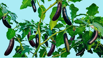 Chăm sóc cà tím để cây cao to và cho trái liên tục | phần 2