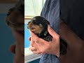 Almost 2 weeks old & already SO big! 🥰#RottieLoversRanch