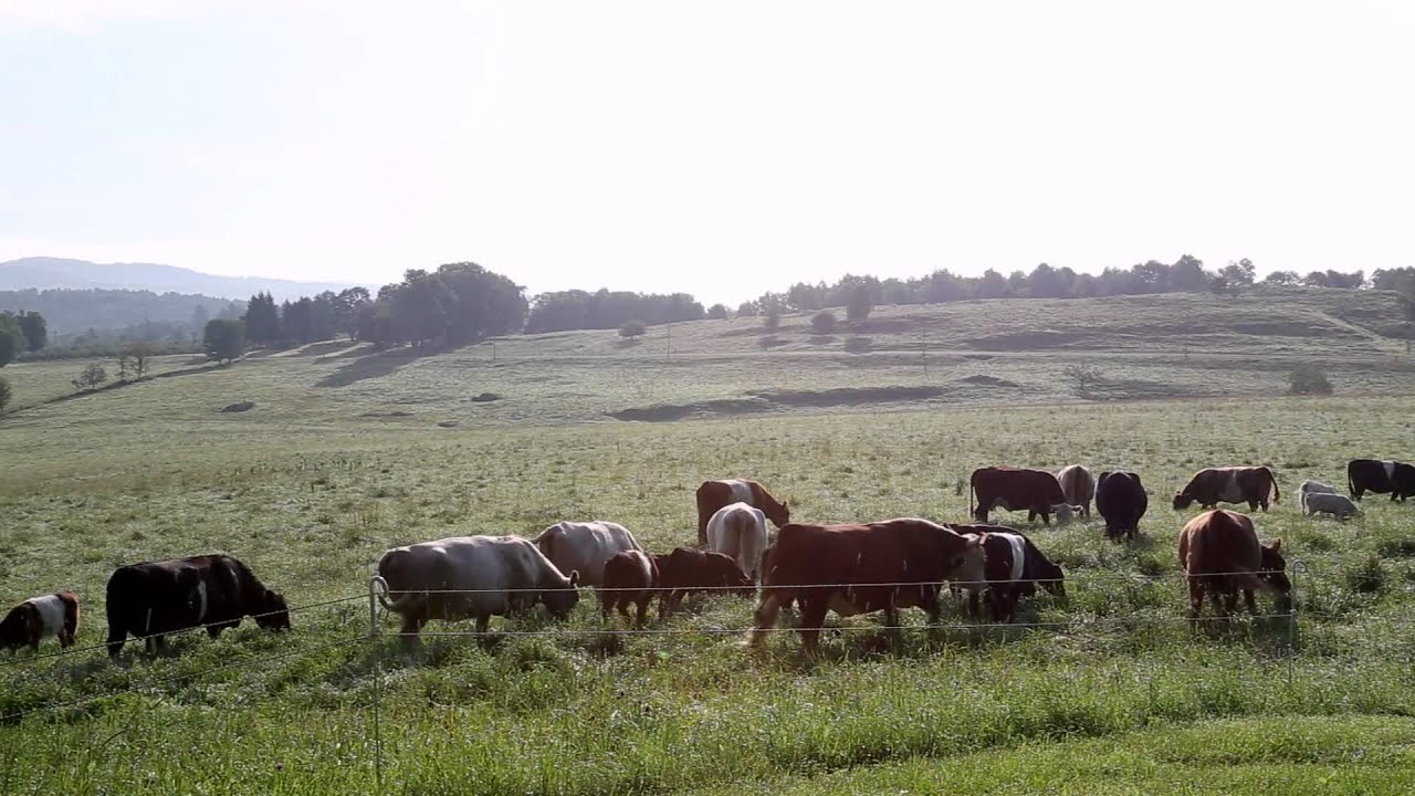 ButcherBox Grass-Fed Beef