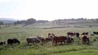 ButcherBox Grass-Fed Beef